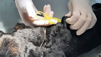 CCZ vai implantar microchip em cães e gatos que forem levados para vacinar contra a raiva
