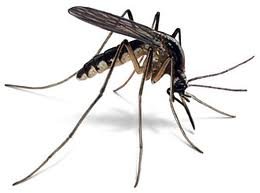 De acordo com levantamento de Janeiro deste ano, 80,9 % dos focos de mosquitos Aedes aegypti estão nas residências