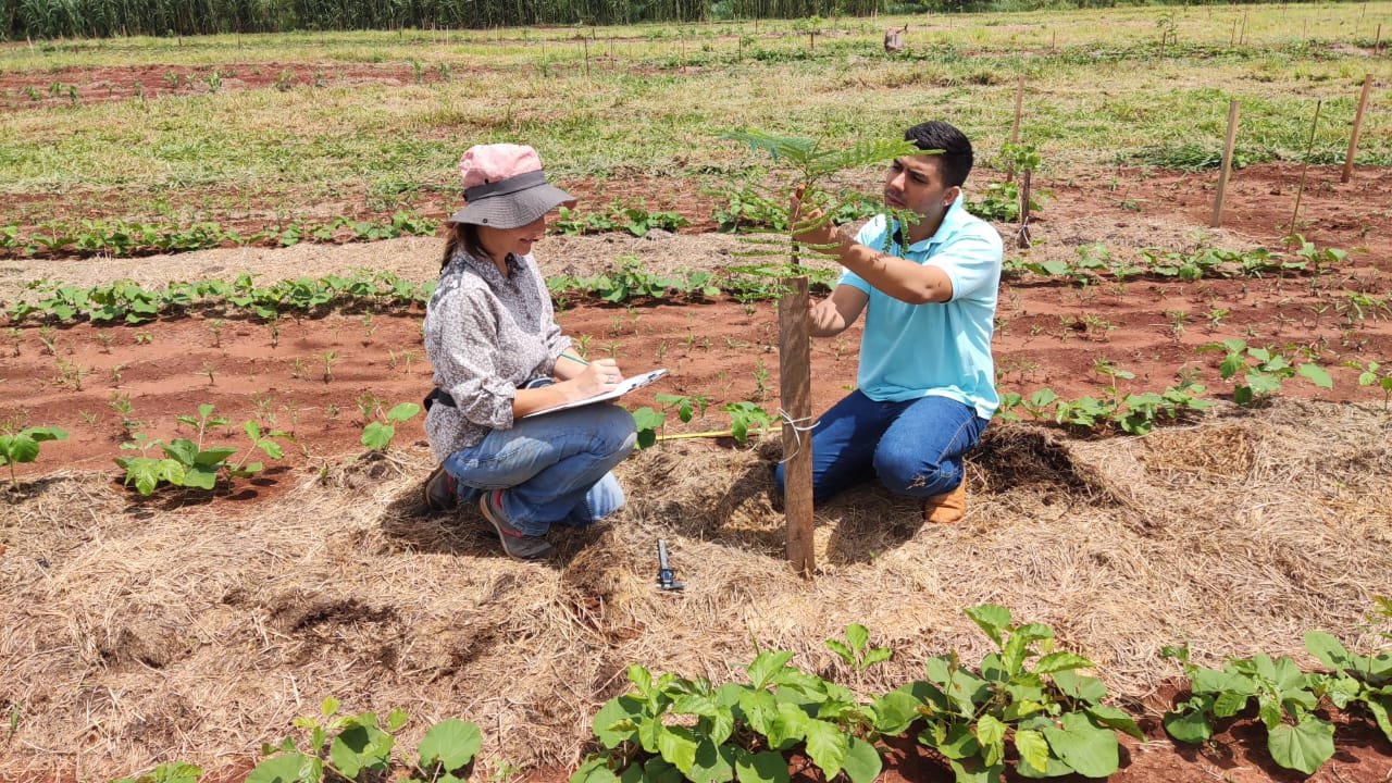 Estudo avalia técnicas sustentáveis de implantação de espécies florestais nativas para sistemas silvipastoris