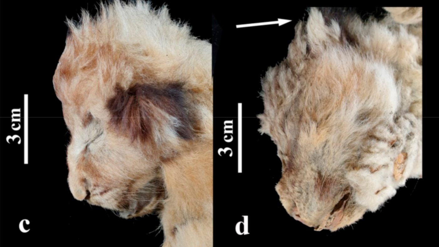 Leão-das-cavernas de 28 mil anos é tão preservado que dá para ver seus bigodes