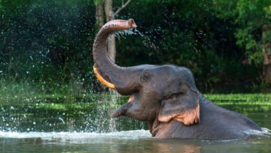 Memória de elefante: esses animais realmente “nunca se esquecem”?