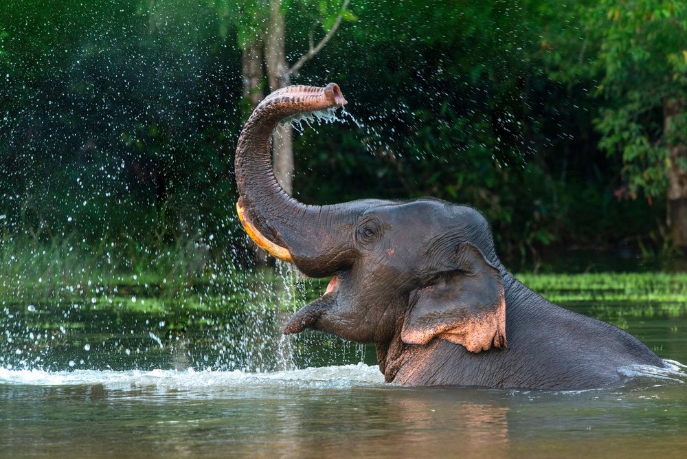 Memória de elefante: esses animais realmente “nunca se esquecem”?