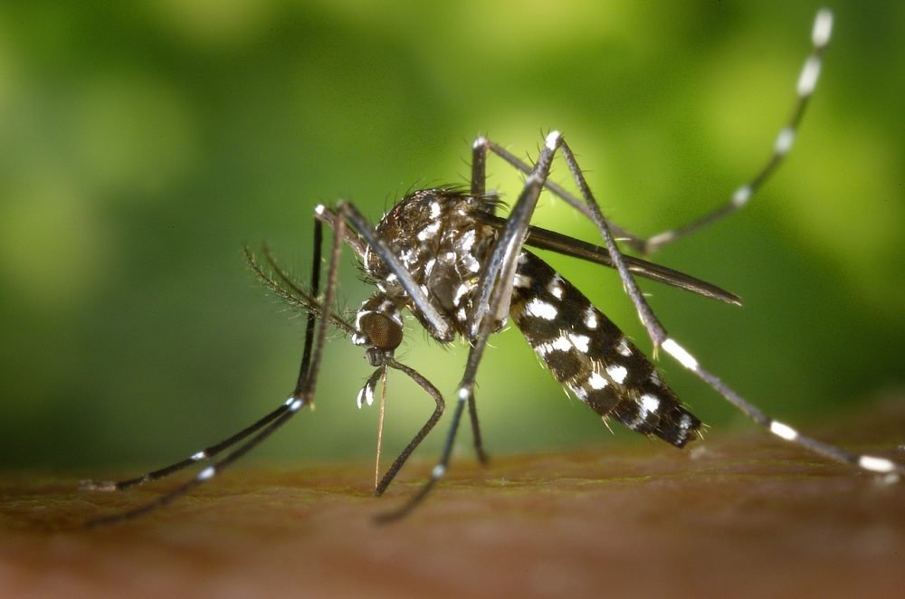 Saúde de Três Lagoas notifica 72 casos suspeitos de dengue nesta semana em TL
