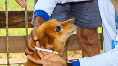 Prefeitura de Três Lagoas inicia 2ª fase do Encoleira Cão