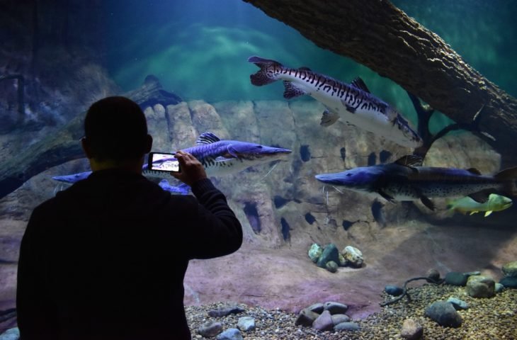 Dia Mundial da Conscientização do Autismo é comemorado com visita ao Bioparque no domingo