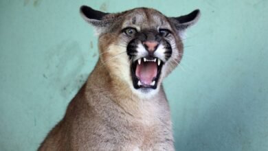 Dia Mundial da Vida Selvagem: MS terá o maior hospital de animais silvestres da América Latina