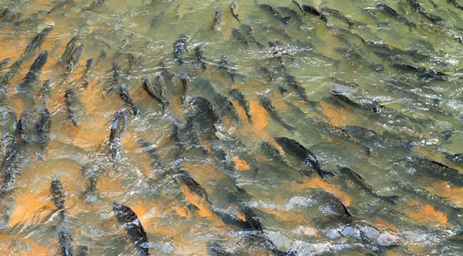 Pesca está liberada com limite de tamanho de peixe e restrição de rios; confira cartilha