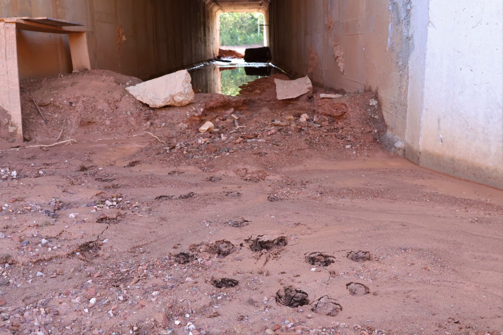 Programa Estrada Viva monitora rodovias estaduais e propõe adaptações para segurança da fauna