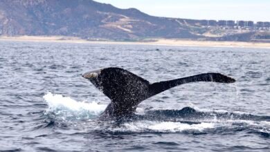 Raríssima baleia com escoliose é identificada; veja como o animal nada
