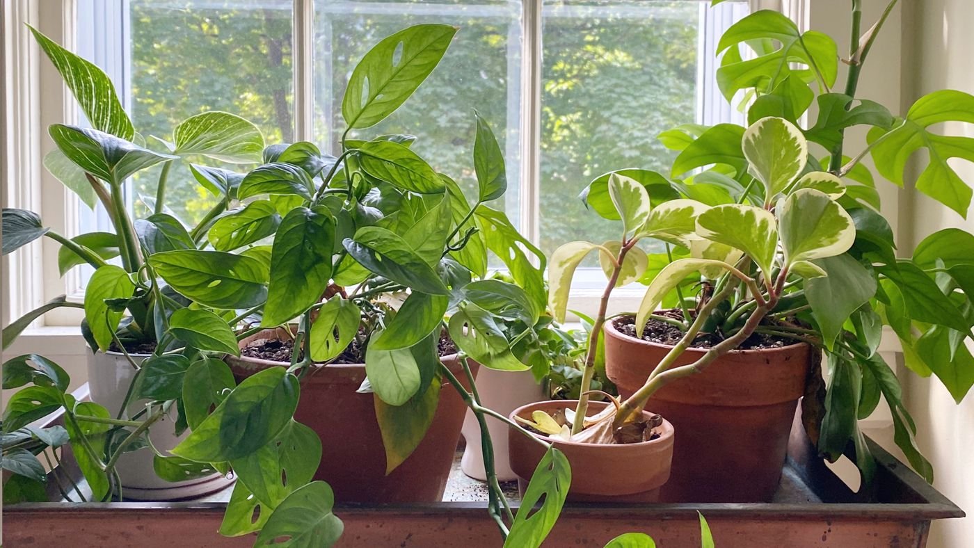 Ter plantas em casa ajuda a remover toxinas cancerígenas do ar