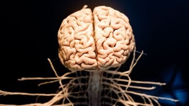 Cientistas descobrem sinal do cérebro que processa informações mais rápido