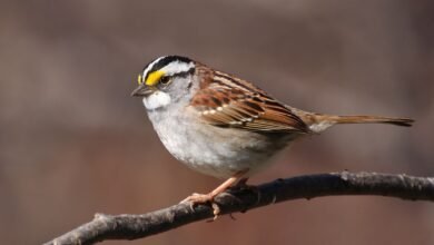 GPS biológico: pássaros podem ligar e desligar sua orientação geomagnética