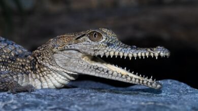 "Virgem" | Crocodilo fêmea gera filhote sem macho