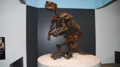 Fóssil de feto de preguiça gigante ainda dentro da mãe é achado em Minas Gerais