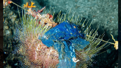 Lixo é encontrado em recifes de corais profundos e gera alerta