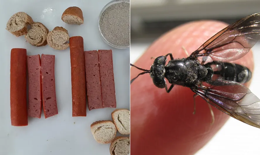 Cachorro-quente de larvas de mosca é menos calórico e rico em proteínas