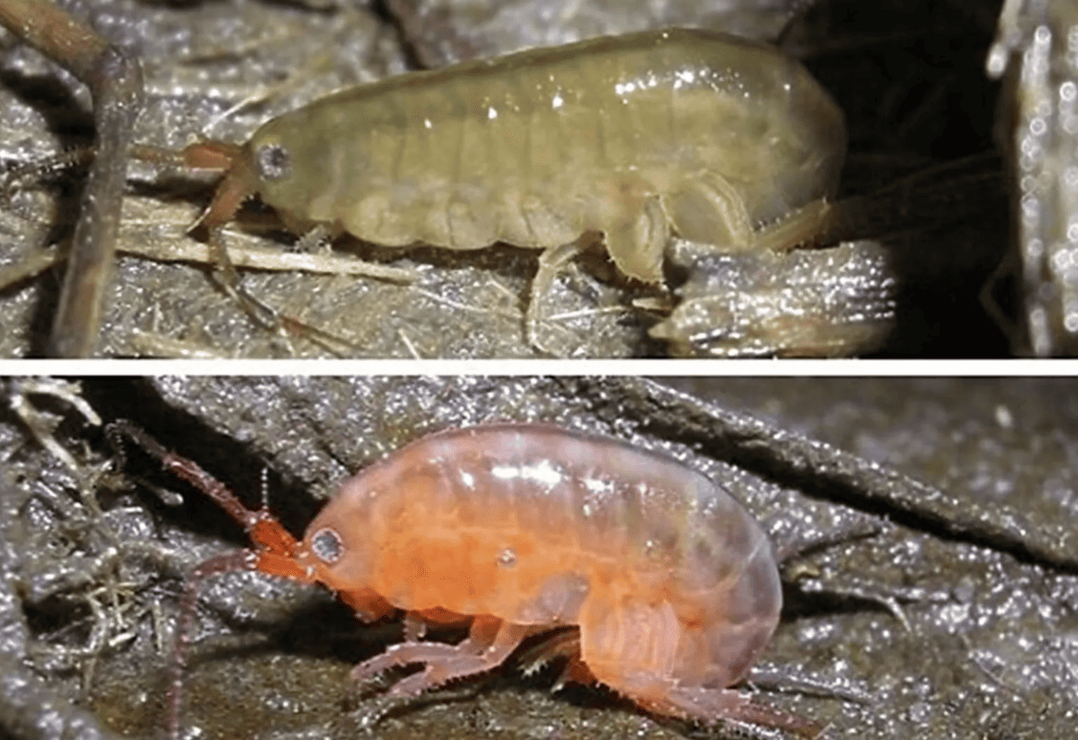 Conheça o parasita “zumbi” que pode mudar a cor de animais