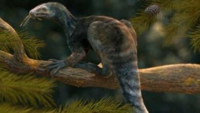 Fóssil de ancestral de pterossauro é descoberto no Rio Grande do Sul; veja