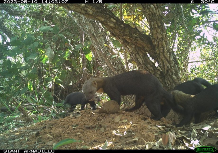 Monitoramento no Parque Natural do Pombo completa 1 ano e comemora registro de 69 animais silvestres, alguns raros na natureza