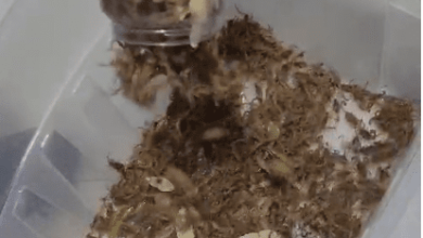 FAKE NEWS – Vídeo que mostra potes cheios de escorpiões não é de Três Lagoas