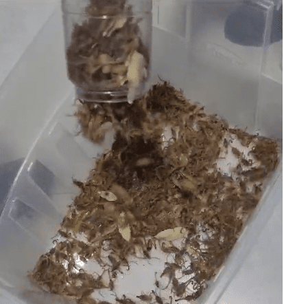 FAKE NEWS – Vídeo que mostra potes cheios de escorpiões não é de Três Lagoas