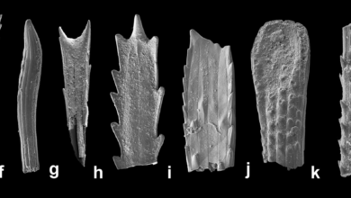 Fósseis de espinhos de ouriço mostram diversidade marinha há 104 milhões de anos