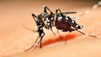Saúde reforça cuidados para evitar criadouros da dengue no período de chuvas e altas temperaturas