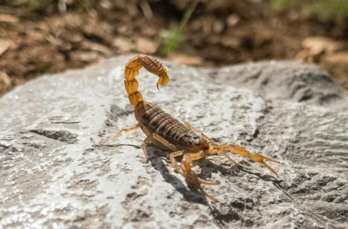 Acidentes com escorpiões: cuidados devem ser redobrados em períodos de altas temperaturas