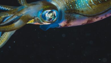 Conheça as criaturas que vivem na zona crepuscular do oceano