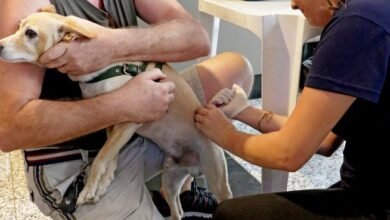 Dia D da Campanha Antirrábica 2023 imunizou 6.247 cães e gatos