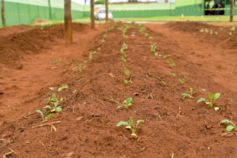 AGEMS une escola, universidade e empresas parceiras para semear conhecimento e produzir alimento em escola da Capital