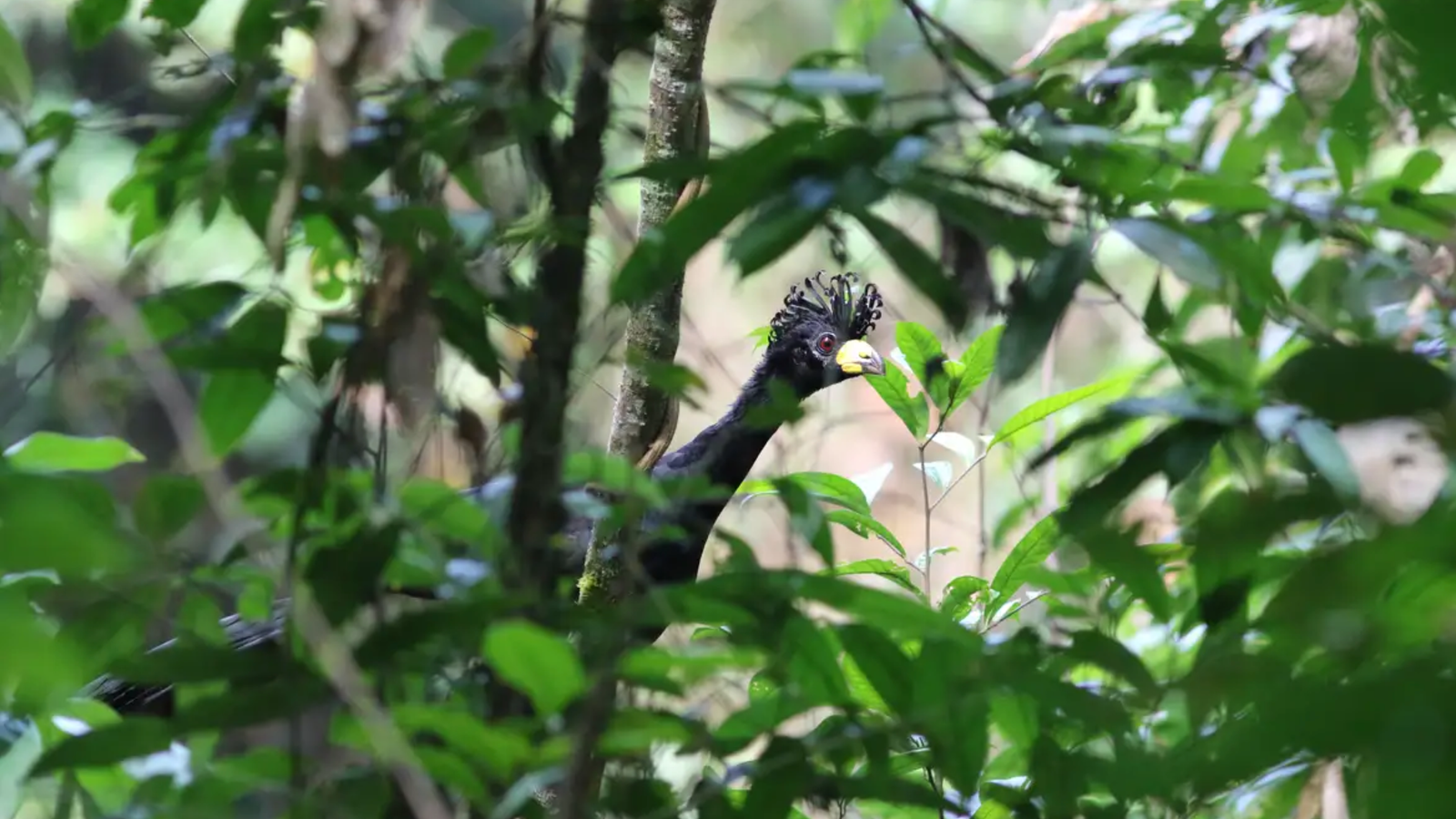 Mutum-pinima | Espécie desaparecida por 40 anos é vista na Floresta Amazônica