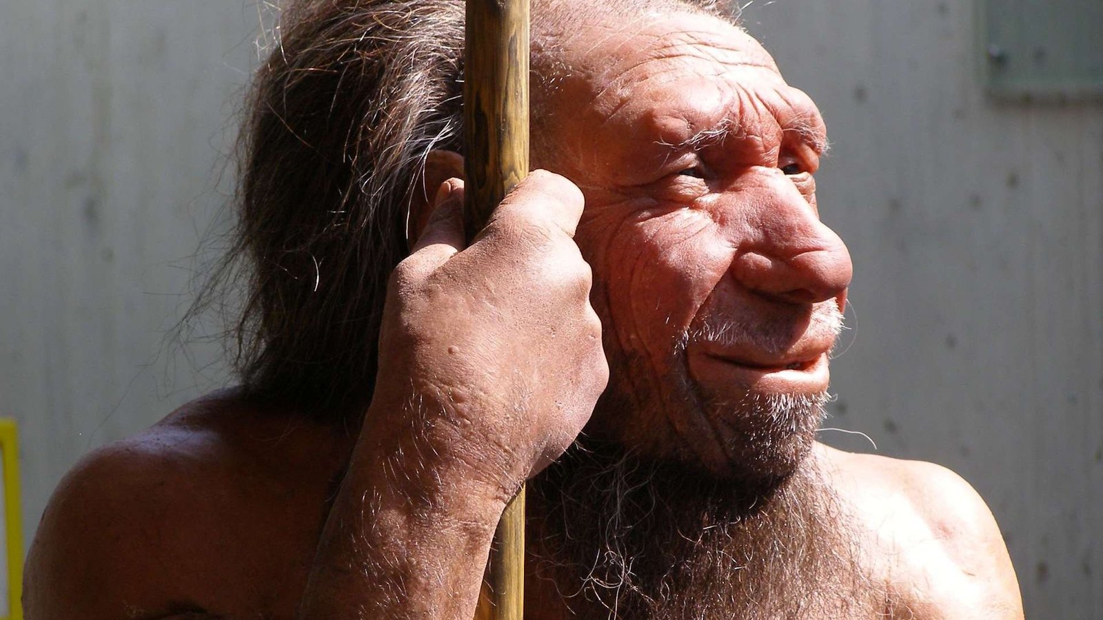 Neandertais podiam ouvir línguas humanas e falá-las, segundo seus fósseis