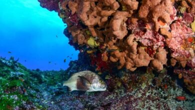 Plástico ameaça recifes de corais de Fernando de Noronha