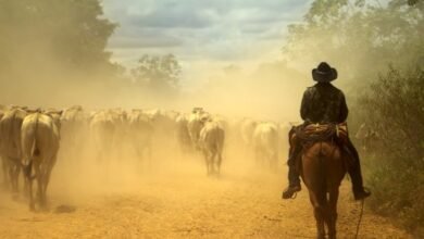 Transporte de gado no Pantanal preocupa Zé Teixeira