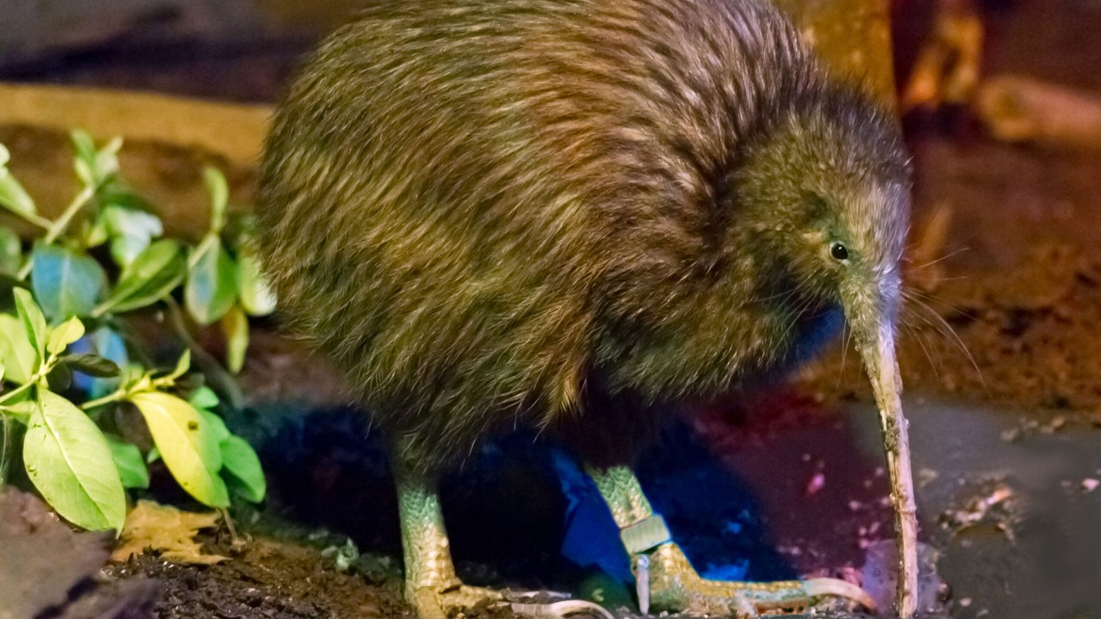 Aves Kiwi nascem na Nova Zelândia após mais de 150 anos