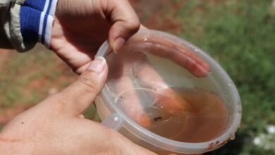 Capital publica plano de contingência para doenças transmitidas pelo mosquito Aedes aegypti