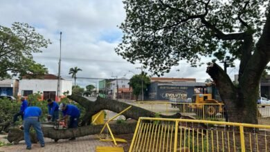 Equipes da Prefeitura removem árvores que caíram após forte chuva em Três Lagoas