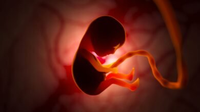 Exposição a fentanil prejudica desenvolvimento do feto