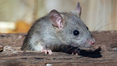 Imagens inéditas revelam espécie de rato gigante com quase meio metro
