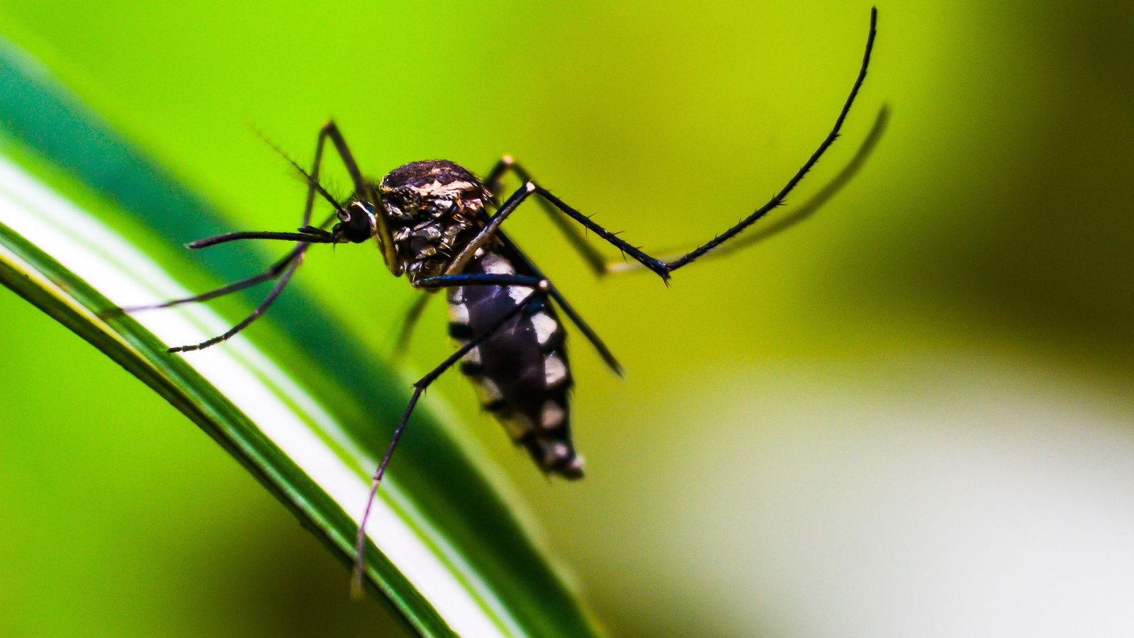 Brasil corre risco de enfrentar epidemia de dengue, com 5 mi de casos