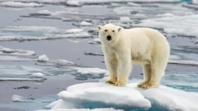 Urso polar no meio de um bloco de gelo