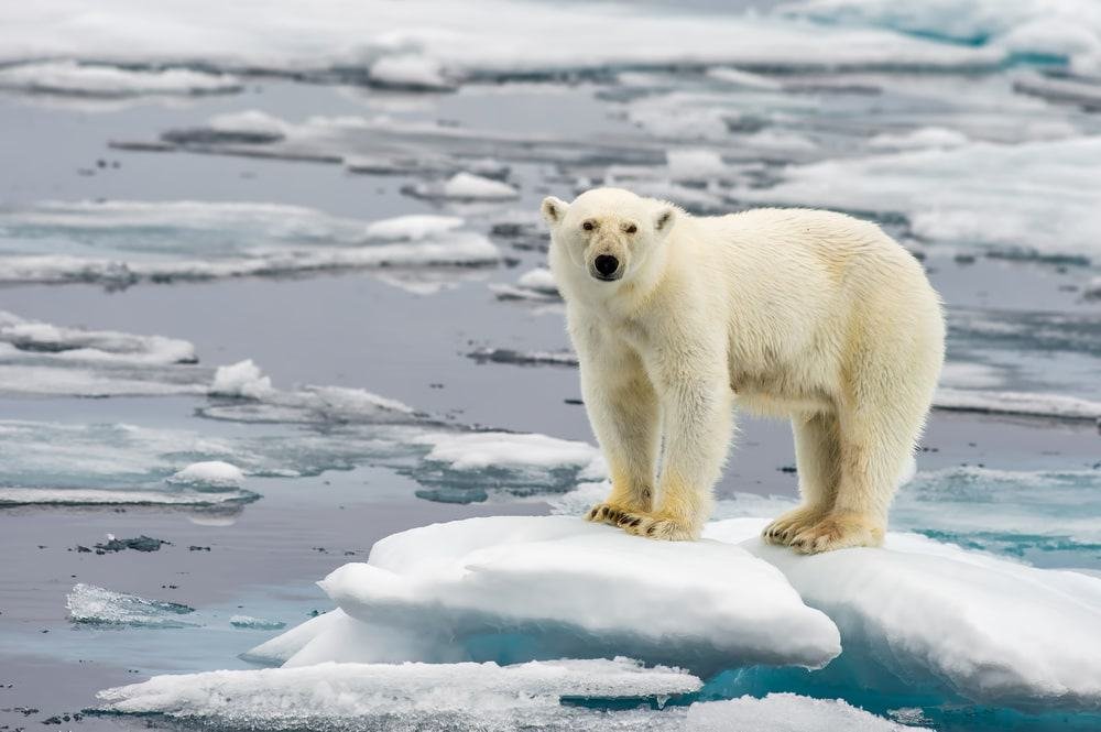 Urso polar no meio de um bloco de gelo