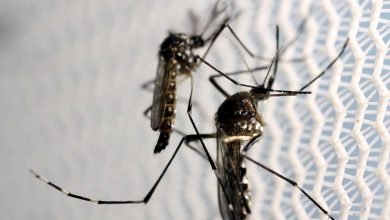 Entenda a situação da dengue no país e saiba quem pode se vacinar pelo SUS
