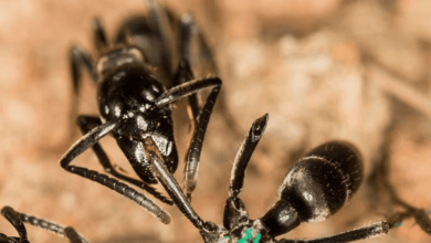 Formigas “enfermeiras” produzem antibióticos para salvar companheiras