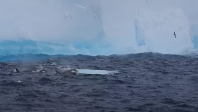 Maior iceberg do mundo está se movendo e tem imagens rastreadas por satélite