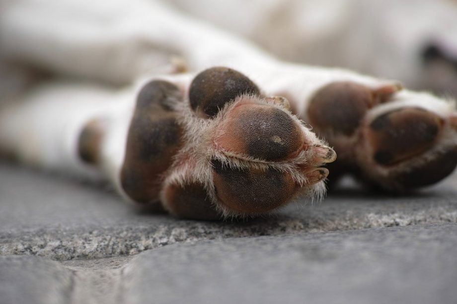 Seu pet faleceu ou você encontrou um animal morto na rua? Saiba a quem recorrer