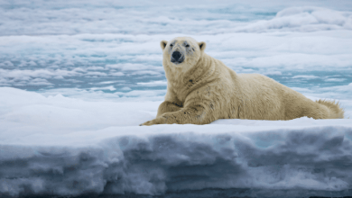 Aquecimento global pode levar ursos polares à extinção