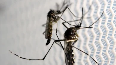 Dengue: veja quais os sintomas da doença e cuidados necessários