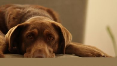Does the Dog Die: site fornece alertas de gatilho em filmes; veja como usar